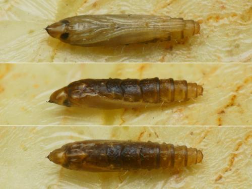 Phyllocnistis citrella